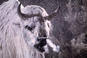 Amazon.com: The White Buffalo (Special Edition) [Blu-ray